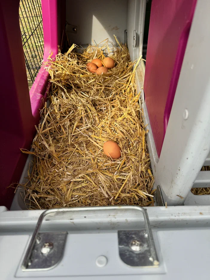 L'intérieur d'une niche de poule garnie de paille contenant un seul œuf au premier plan et trois autres plus loin.