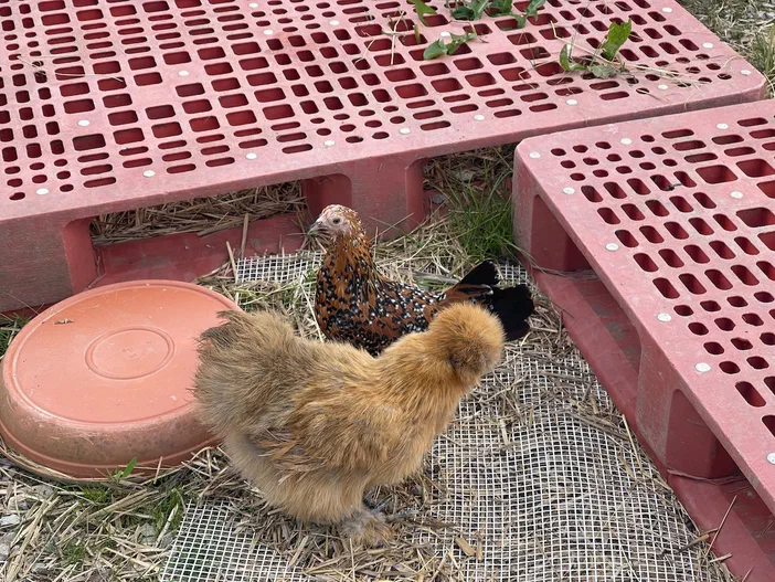 Deux poulets, l'un brun et l'autre noir tacheté de blanc, se tiennent sur une grille métallique entourée d'herbe sèche sous des planches rouges perforées.