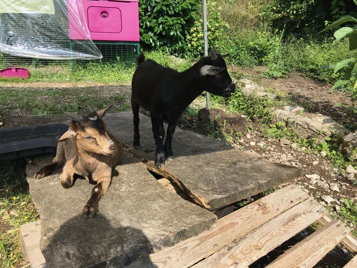 Deux jeunes chèvres, l'une brune allongée et l'autre noire debout sur des dalles de pierre dans un enclos extérieur.