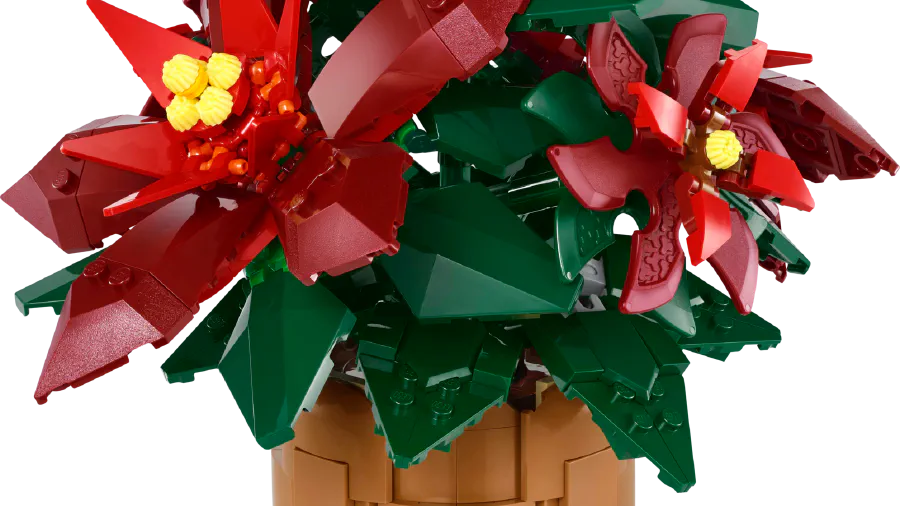 Image de couverture pour Poinsettia