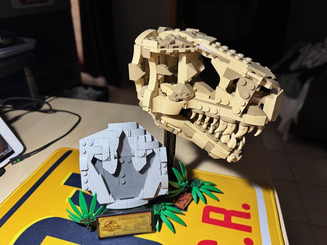 Dinosaur Fossils: T. rex Skull GDZaio