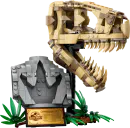 Dinosaur Fossils: T. rex Skull