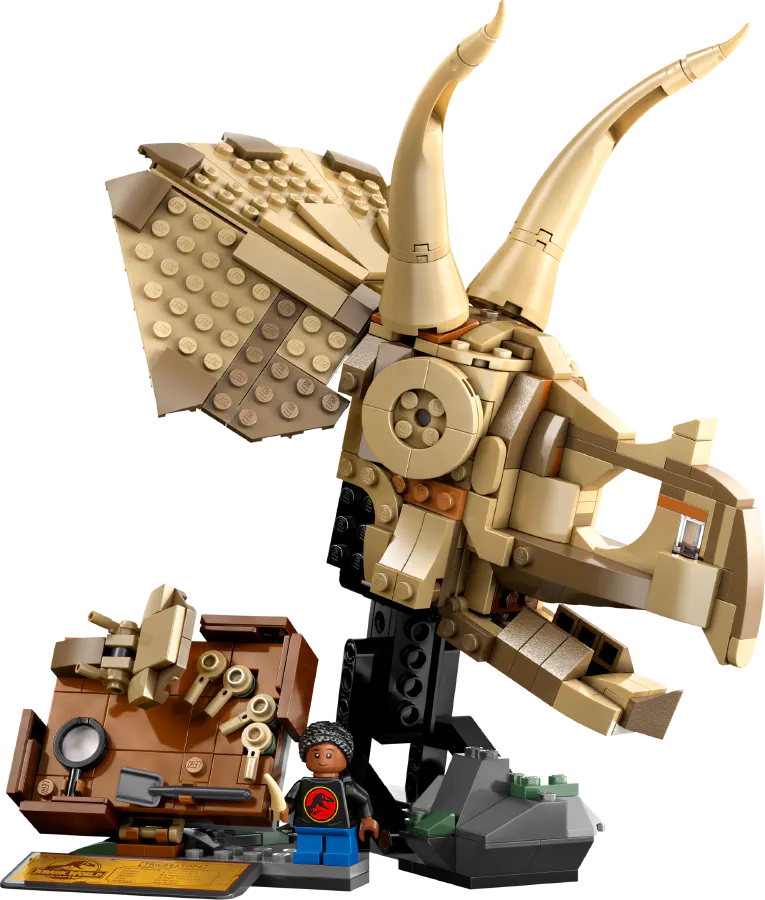 Dinosaur Fossils: Triceratops Skull