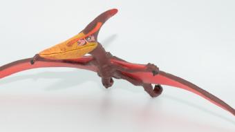 Image de couverture pour Pteranodon