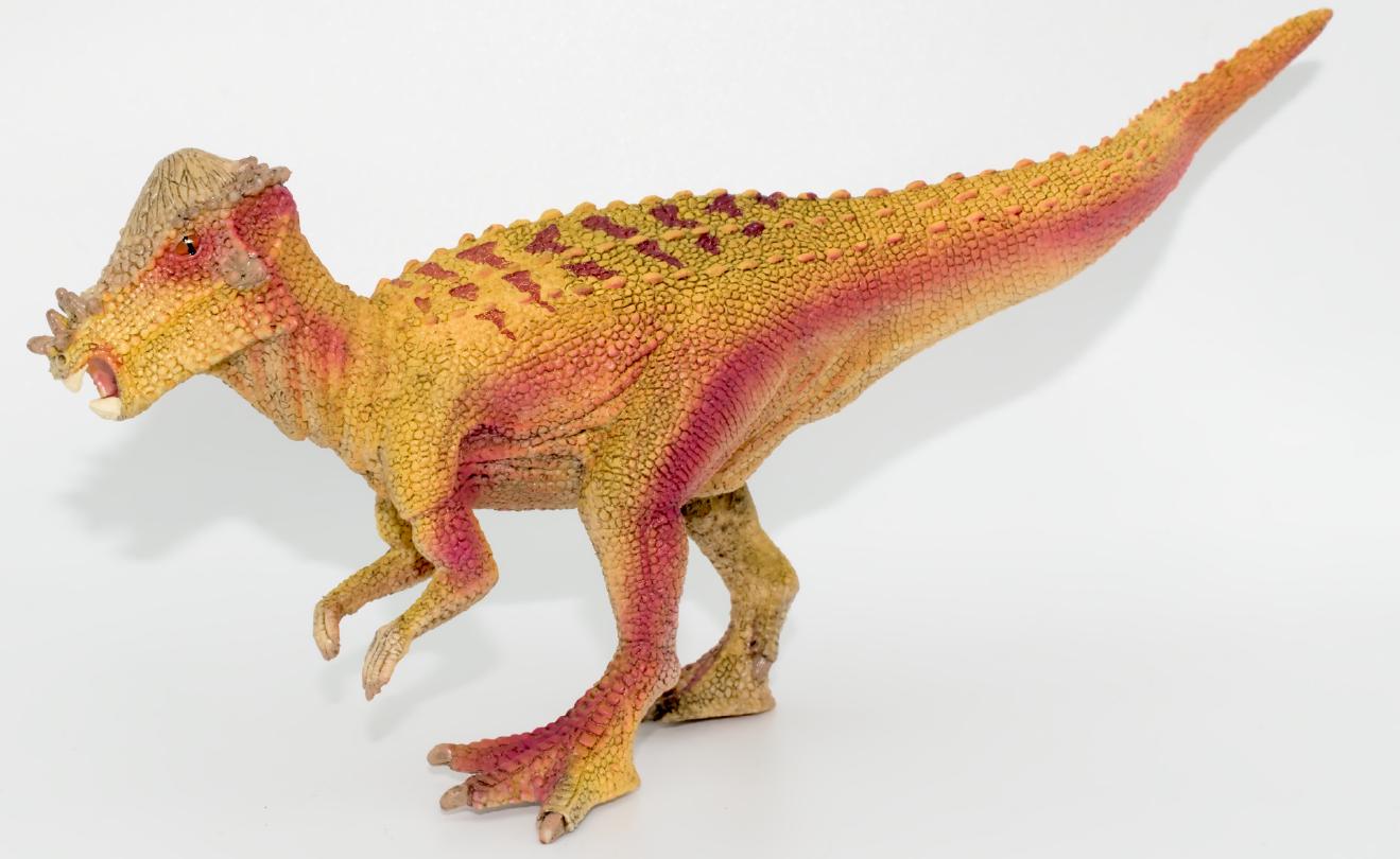 Pachycephalosaurus qZdXLk