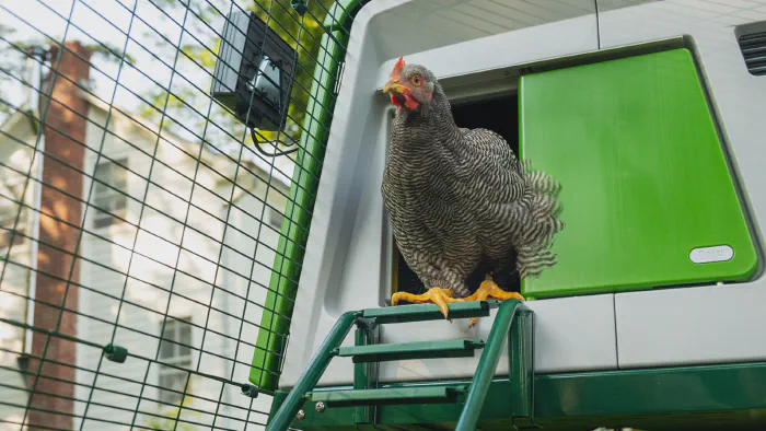 Image de couverture pour Mon poulailler Omlet