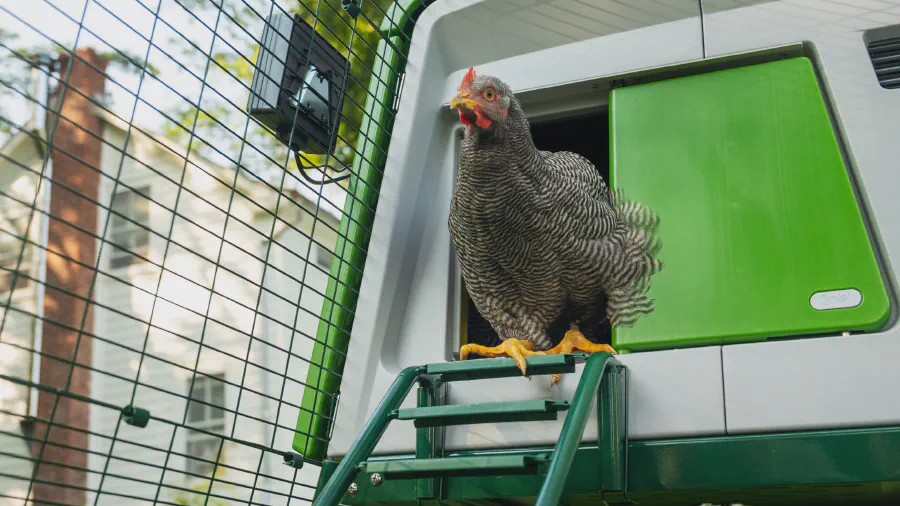 Image de couverture pour Mon poulailler Omlet