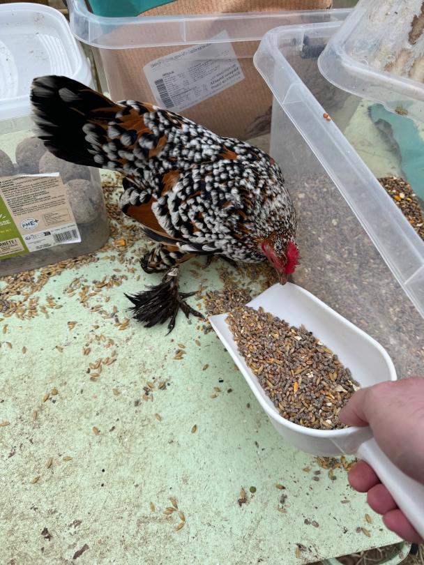 Ma favorite qui réclame ses graines de ma main ❤️ jlAdS0