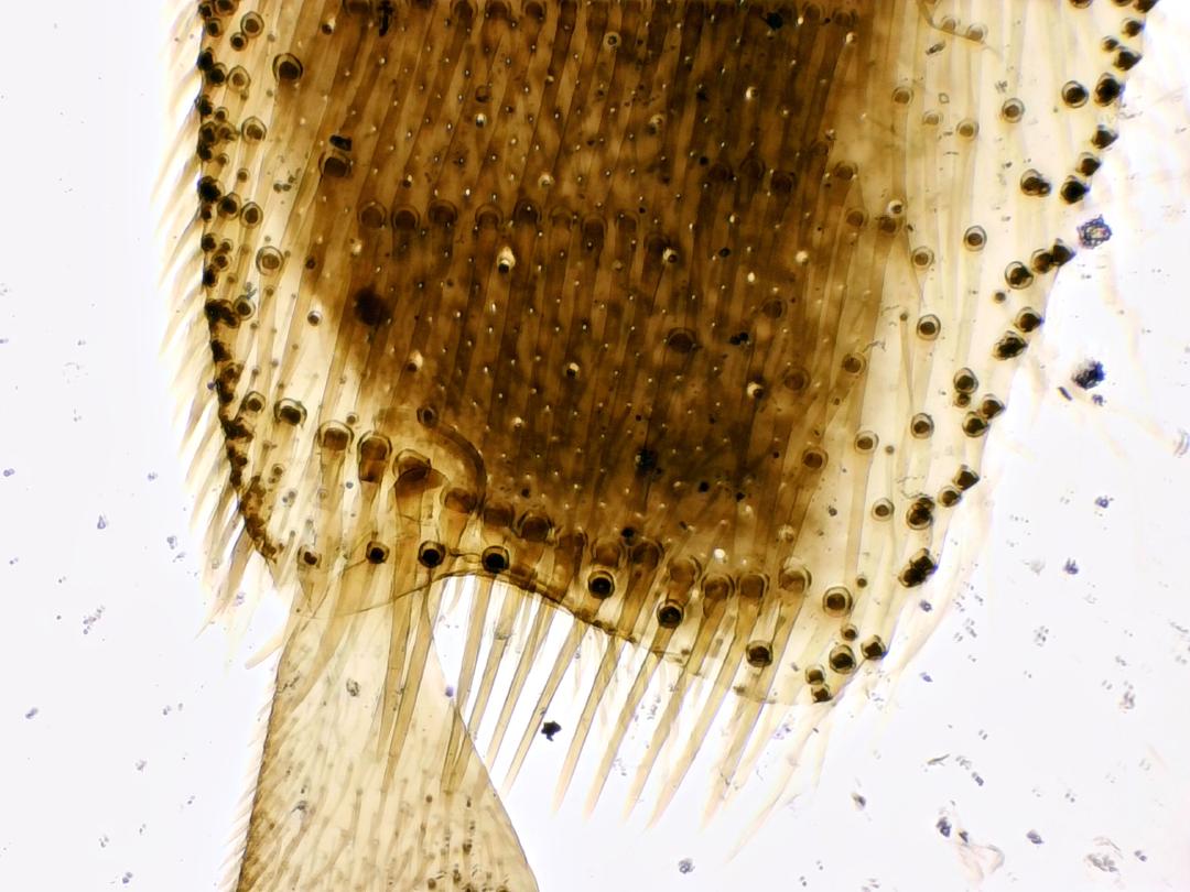 Patte d'abeille ouvrière, objectif 4x, *EDF*