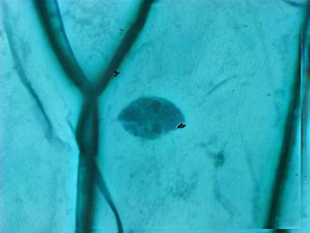 Épithélium d'oignon, objectif 40x, *Enhanced Depth of Field* (*EDF*)