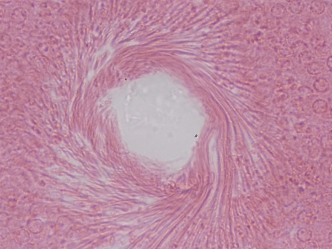 Testicule de lapin, objectif 40x