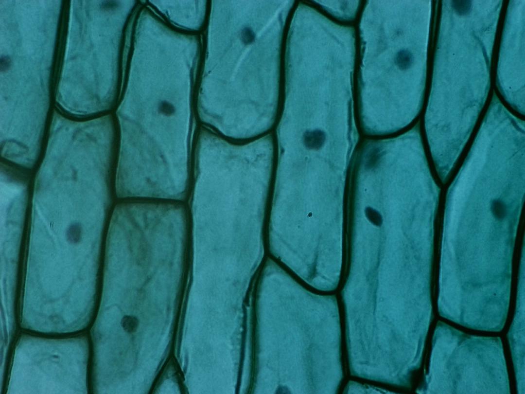 Épithélium d'oignon, objectif 10x