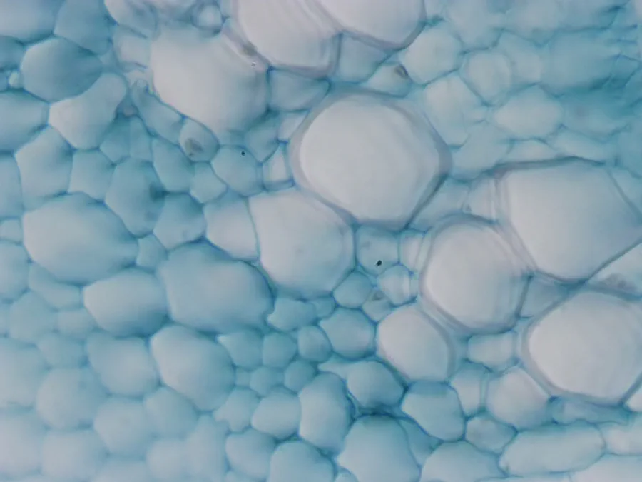 Graine de tournesol, objectif 40x