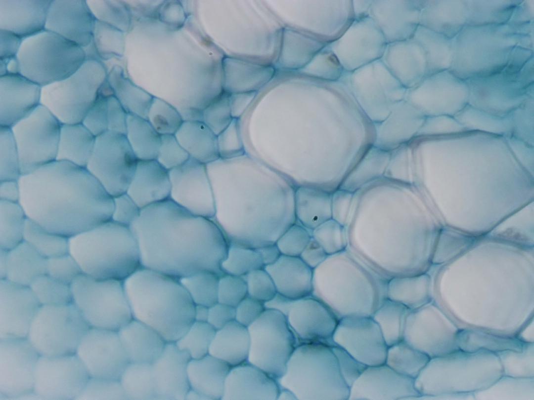 Graine de tournesol, objectif 40x