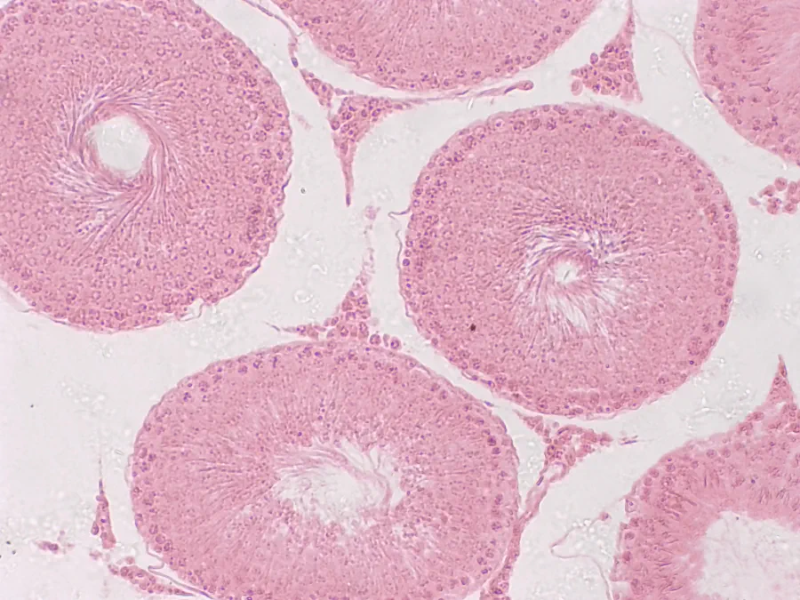 Testicule de lapin, objectif 10x