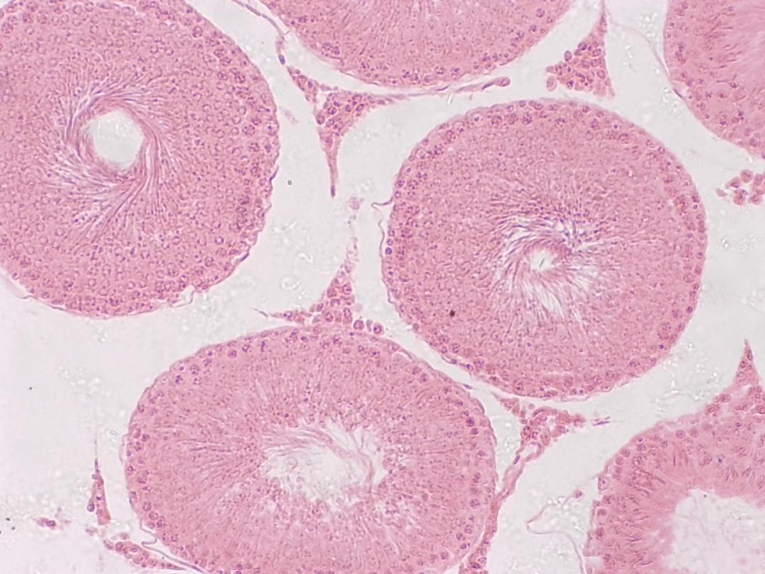 Testicule de lapin, objectif 10x