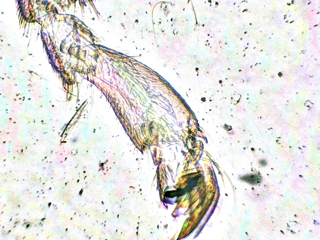 Patte d'abeille ouvrière, objectif 4x, *EDF*