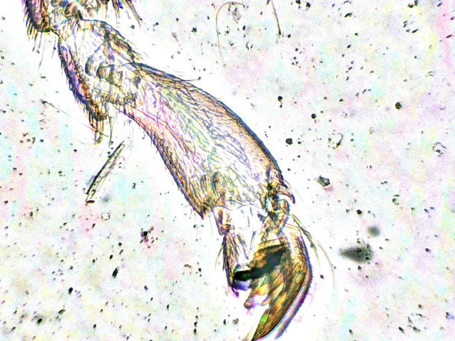 Patte d'abeille ouvrière, objectif 4x, *EDF*