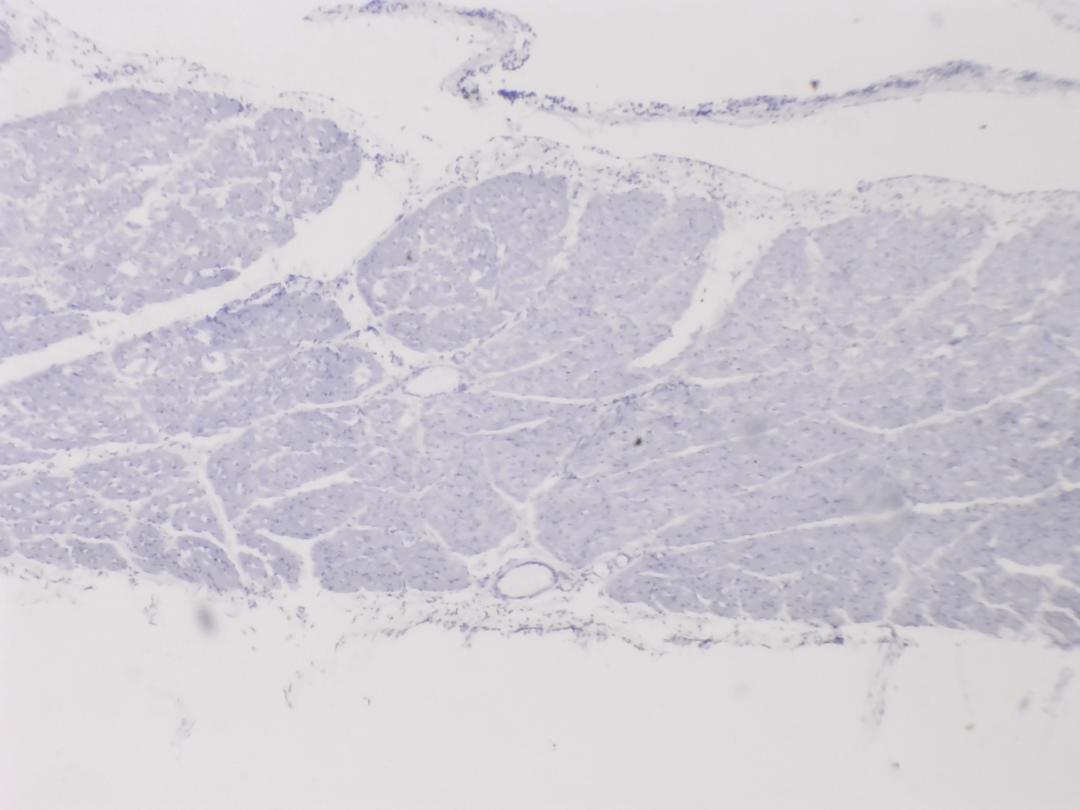 Muscle squelettique de chien, objectif 4x