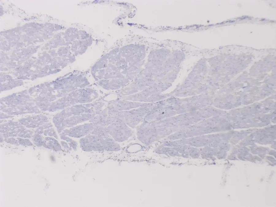 Muscle squelettique de chien, objectif 4x