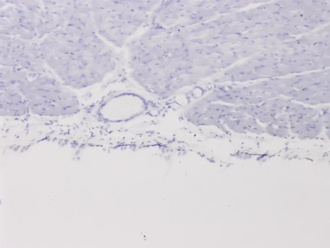 Muscle squelettique de chien, objectif 10x