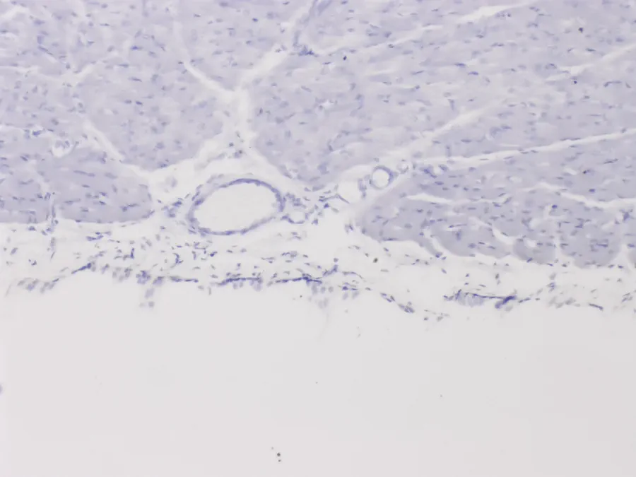 Muscle squelettique de chien, objectif 10x