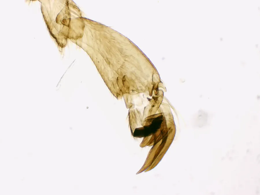 Patte d'abeille ouvrière, objectif 4x