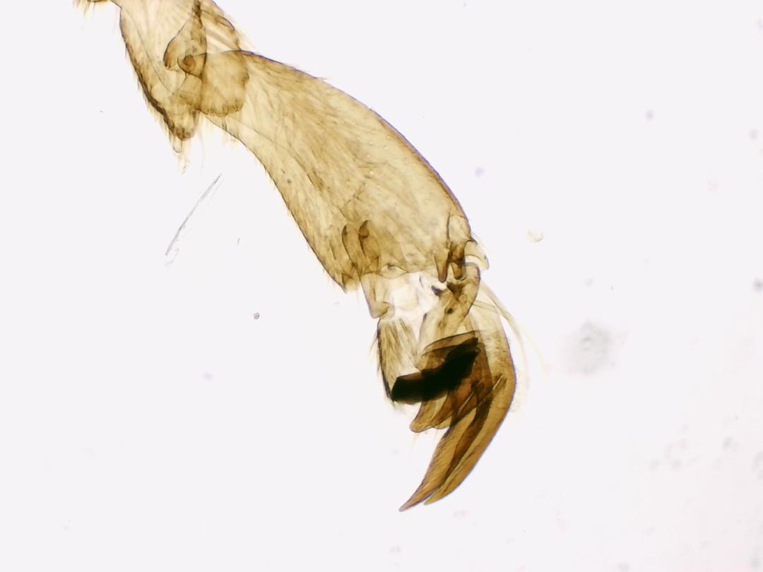 Patte d'abeille ouvrière, objectif 4x