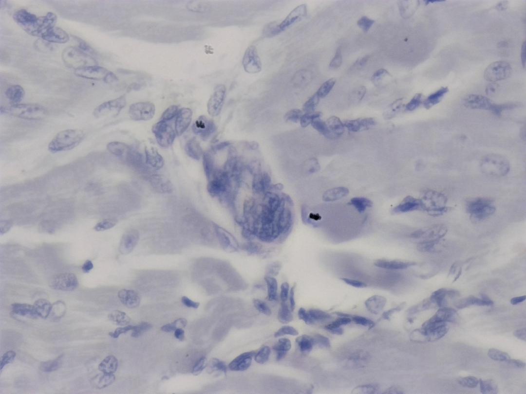 Muscle squelettique de chien, objectif 40x, *EDF*