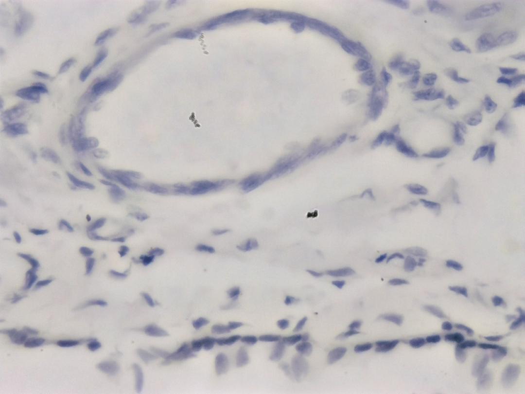 Muscle squelettique de chien, objectif 40x, *EDF*