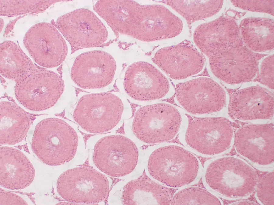 Testicule de lapin, objectif 4x