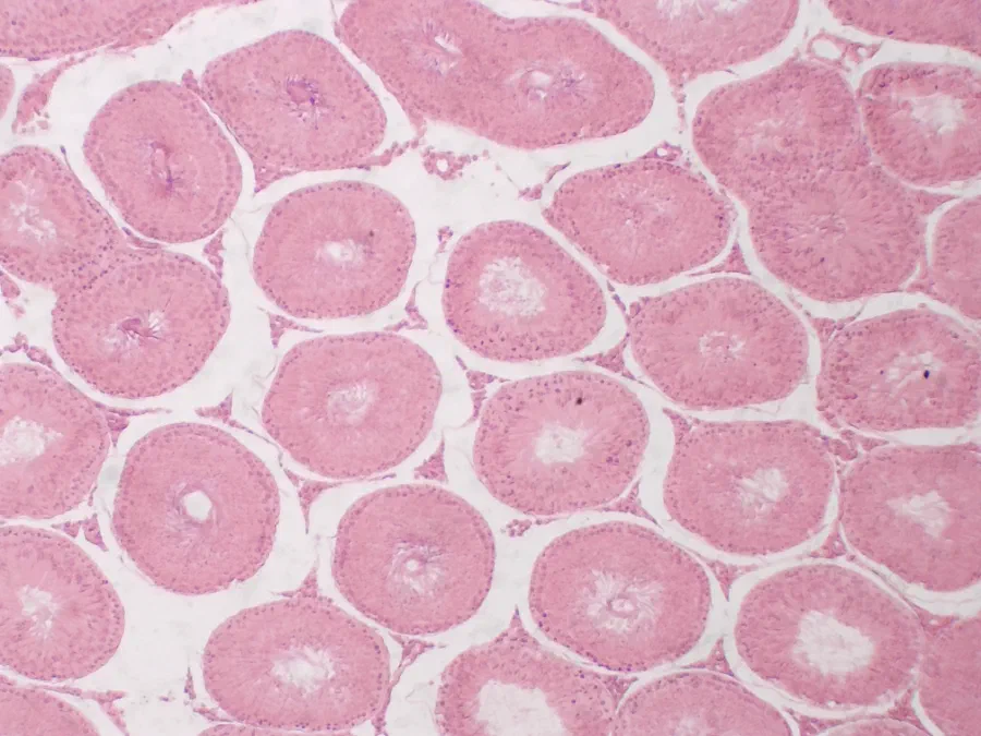 Testicule de lapin, objectif 4x