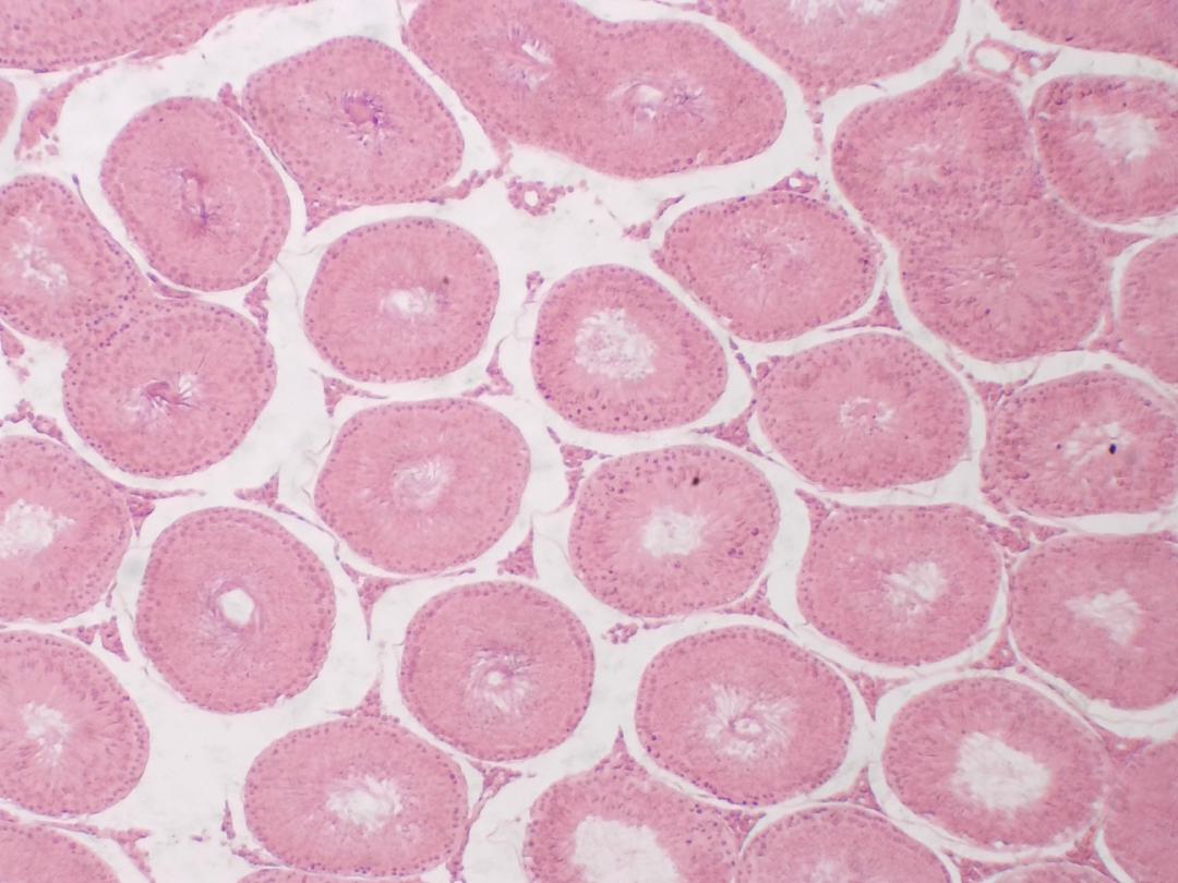 Testicule de lapin, objectif 4x