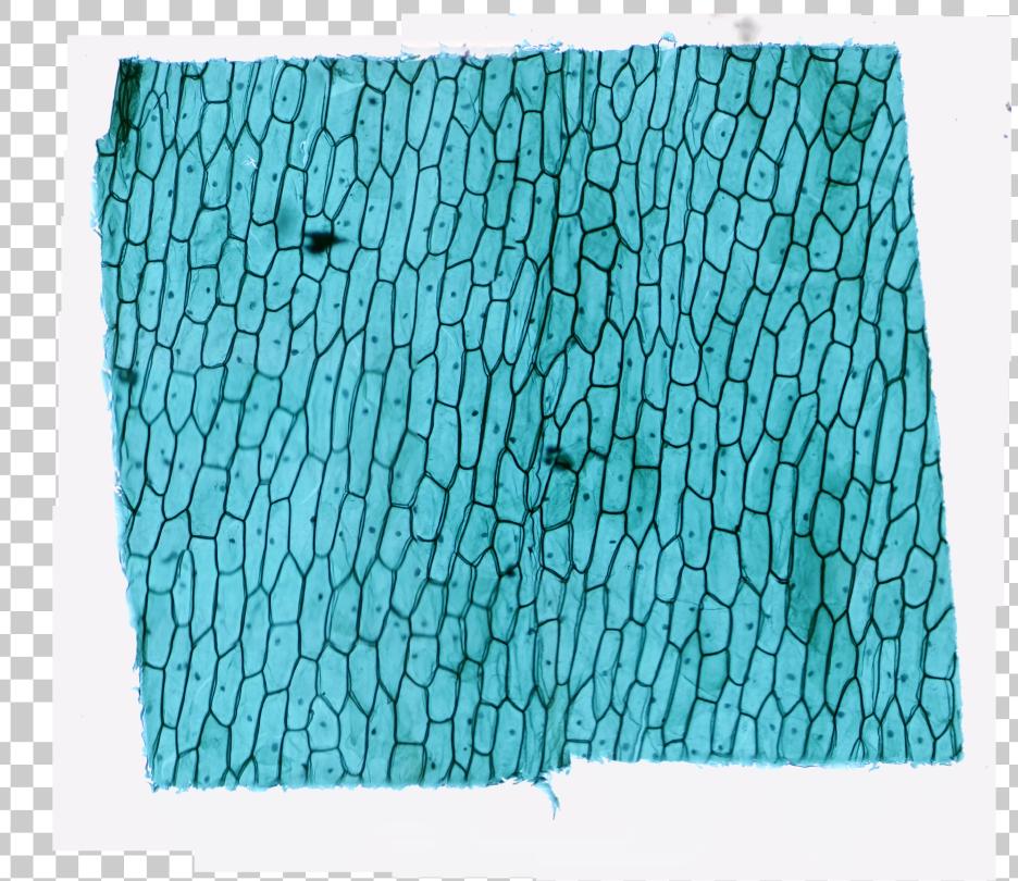 Cartographie de la lame