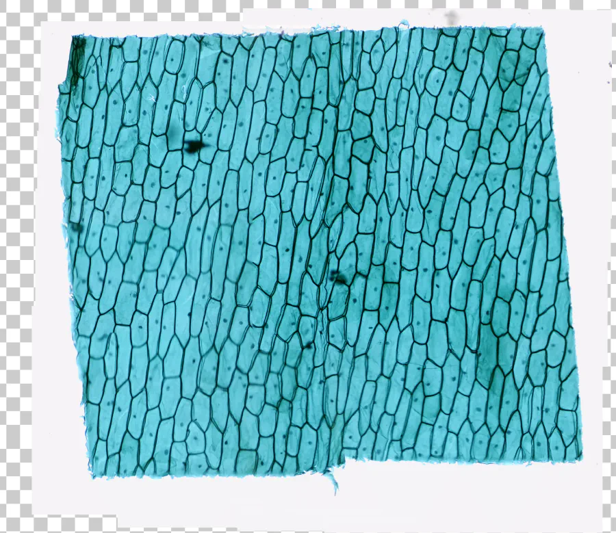 Cartographie de la lame