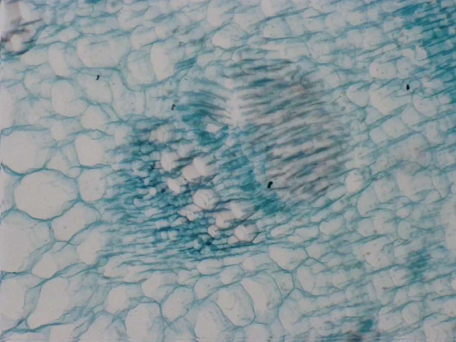 Graine de tournesol, objectif 10x, *EDF*