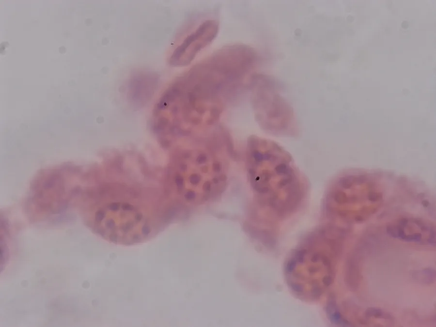 Testicule de lapin, objectif 100x