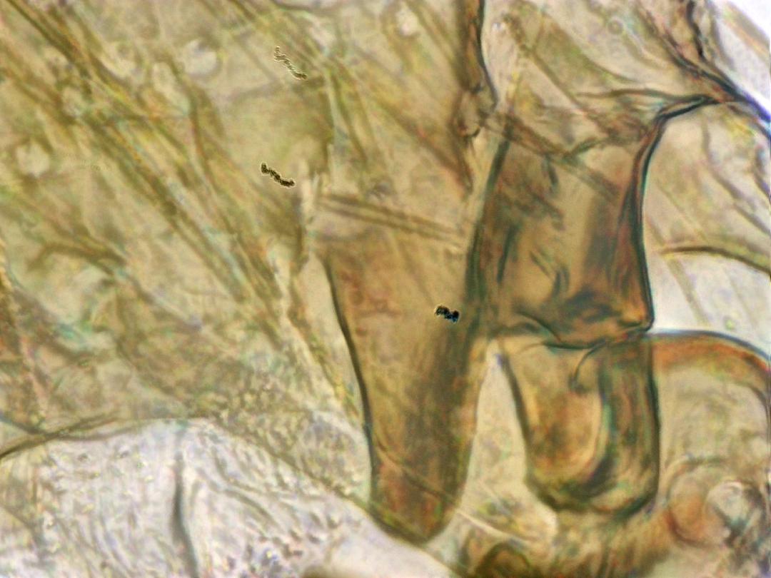 Patte d'abeille ouvrière, objectif 40x, *EDF*