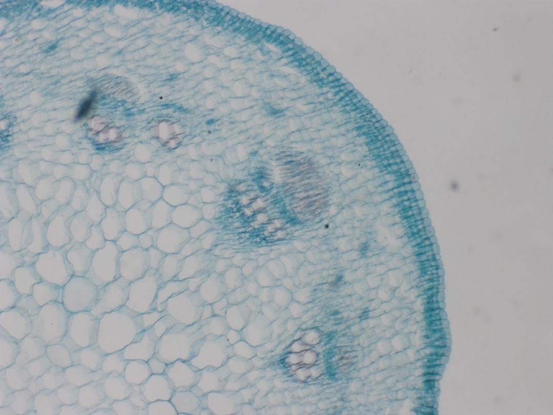 Graine de tournesol, objectif 4x