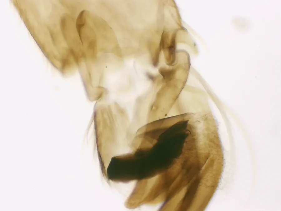 Patte d'abeille ouvrière, objectif 10x