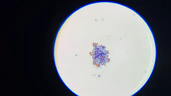 Image de couverture pour Premières observations