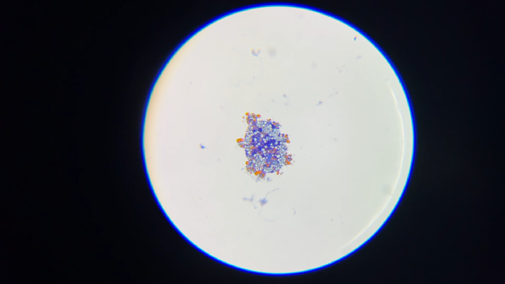 Coloration au bleu de méthylène 4J9vv