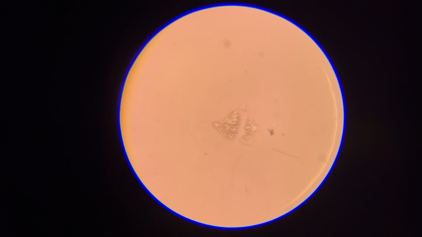 Structure arborescente colorée à l'éosine frame_0090