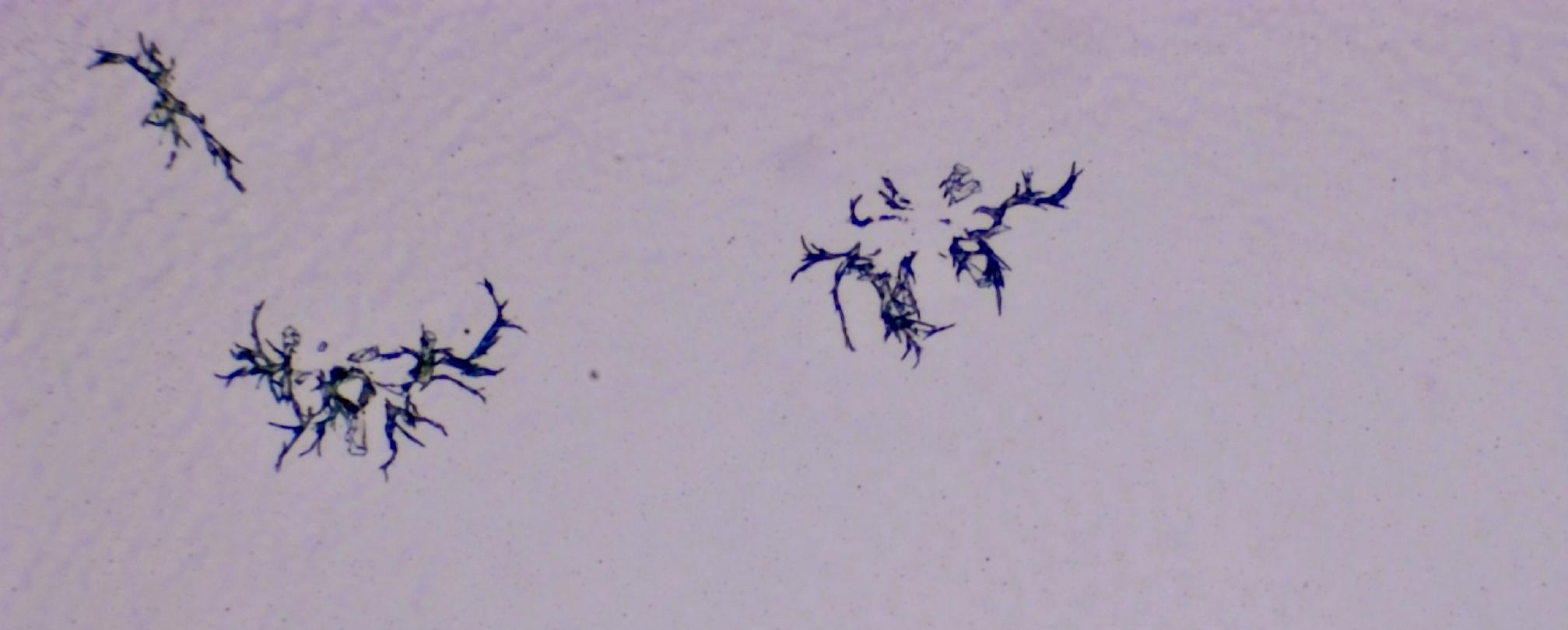 Structures microscopiques rappelant des estampes Structures microscopiques rappelant des estampes