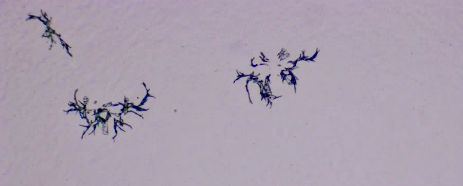Structures microscopiques rappelant des estampes