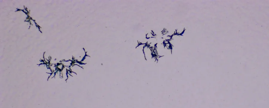 Structures microscopiques rappelant des estampes