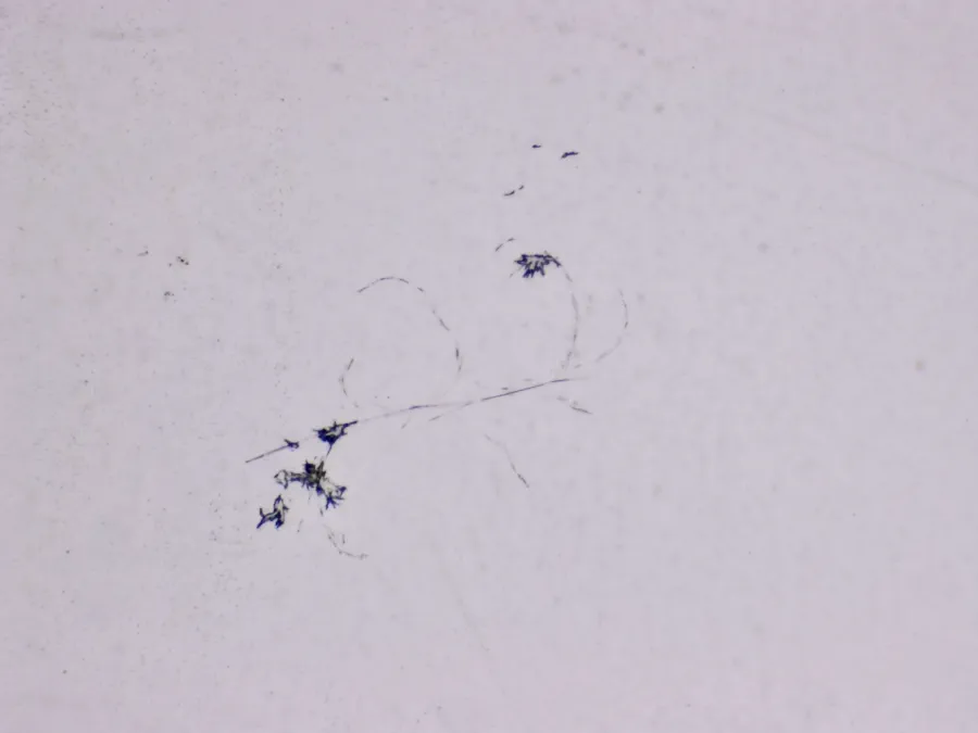 Structures microscopiques rappelant des estampes