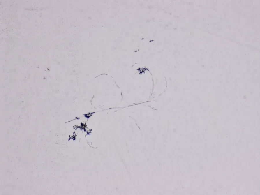 Structures microscopiques rappelant des estampes