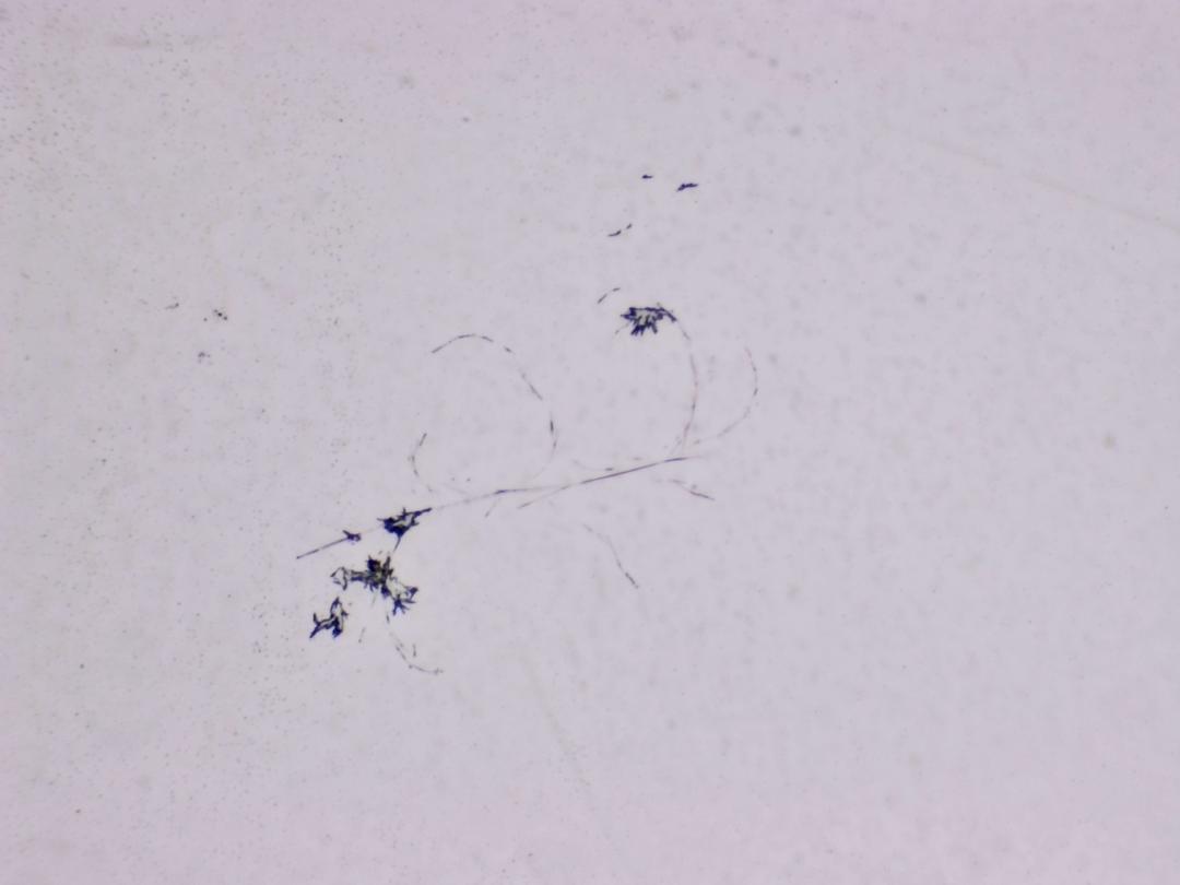 Structures microscopiques rappelant des estampes Structures microscopiques rappelant des estampes