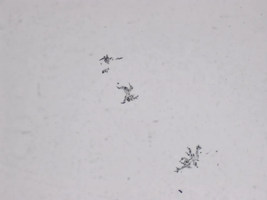 Structures microscopiques rappelant des estampes